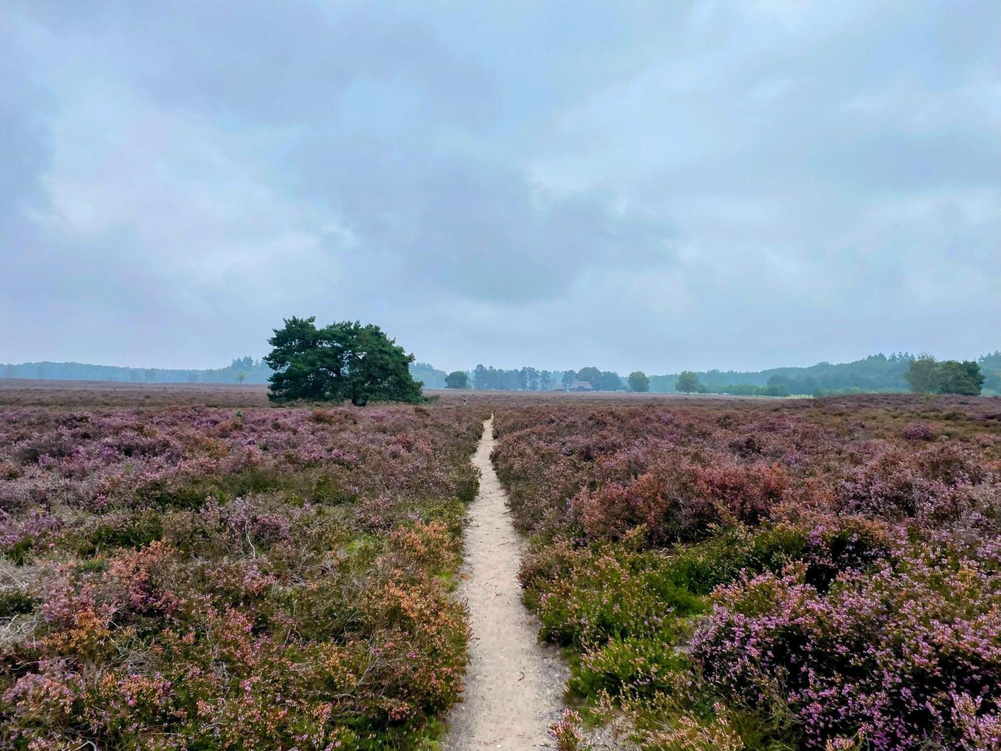 Huisje Aan De Bosrand - Veluwe エーペ エクステリア 写真