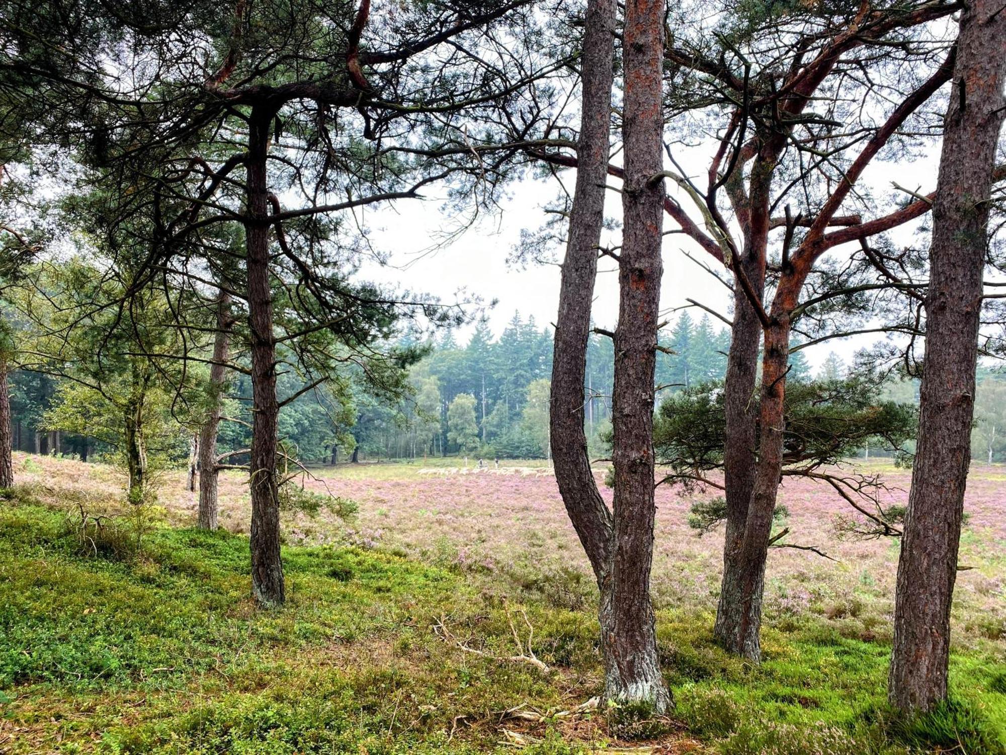 Huisje Aan De Bosrand - Veluwe エーペ エクステリア 写真